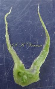  Stipules